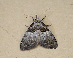 Short-cloaked Moth