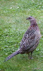 Hen pheasant at breakfast