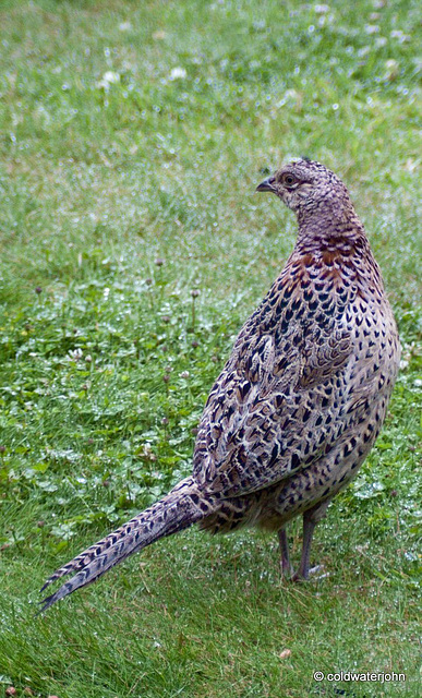 Hen pheasant at breakfast