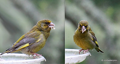 Greenfinch
