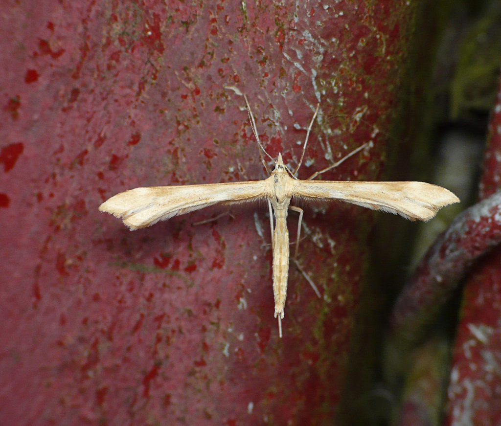 Platyptilia pallidactyla