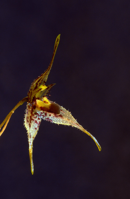 Pleurothallis alata