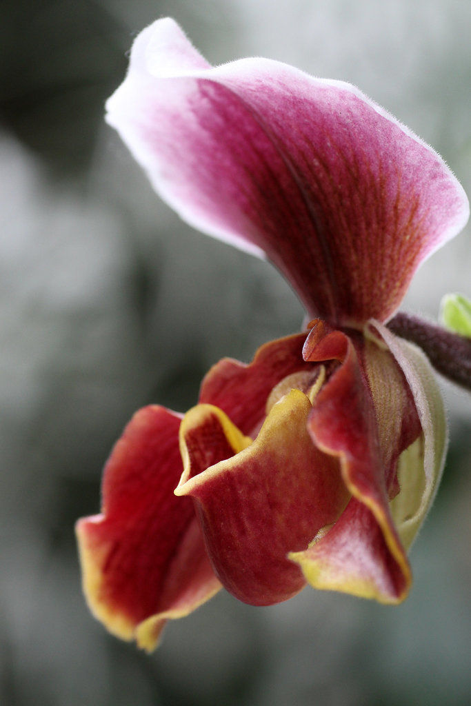 Lady's Slipper