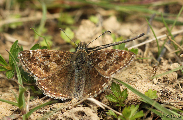 Dingy Skipper