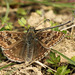 Dingy Skipper