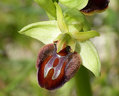 Early Spider Orchid