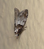 Short-cloaked Moth Side