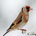 Goldfinch breakfasting in the snow
