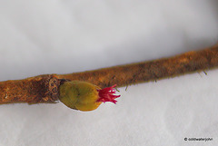 Hazel - Female Flower