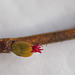 Hazel - Female Flower