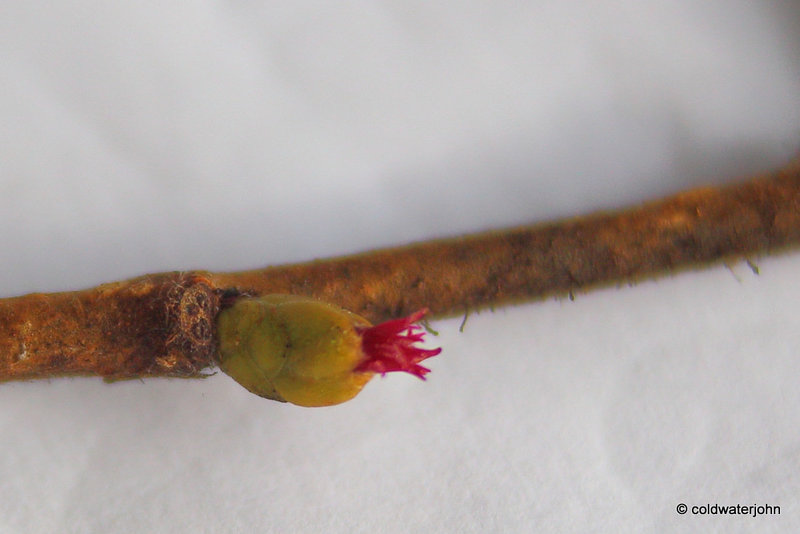 Hazel - Female Flower