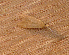 Coleophora flavipennella