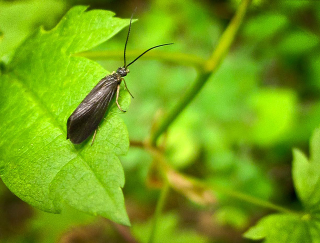 Moth (?) Found on Middle Fork Trail of Applegate River, OR