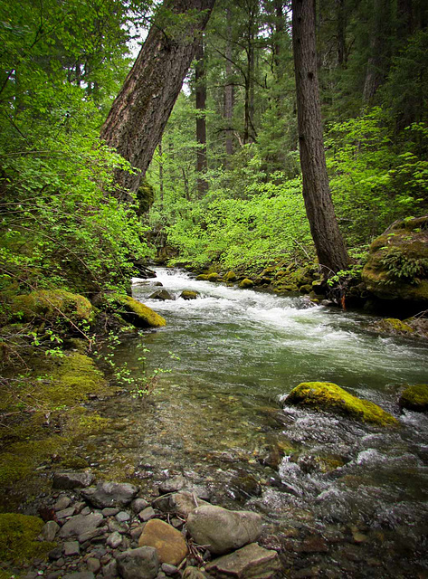 Applegate River with Leaning Trees