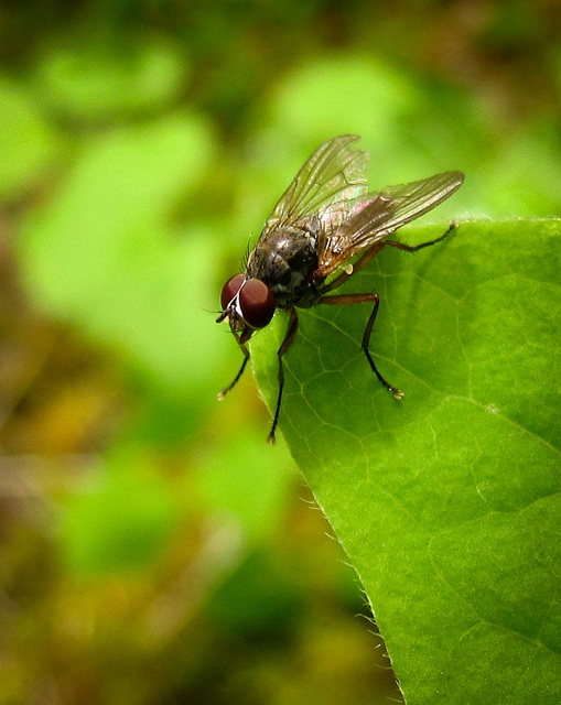 Fly Found on Middle Fork Trail of Applegate River, Oregon