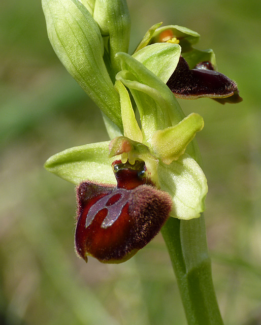 Early Spider Orchid