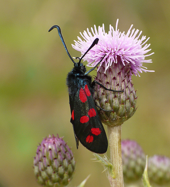 Six-spot Burnet on Thistle