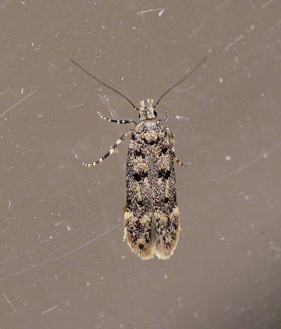 Bryotropha domestica