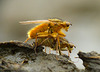 Common Yellow Dung Fly