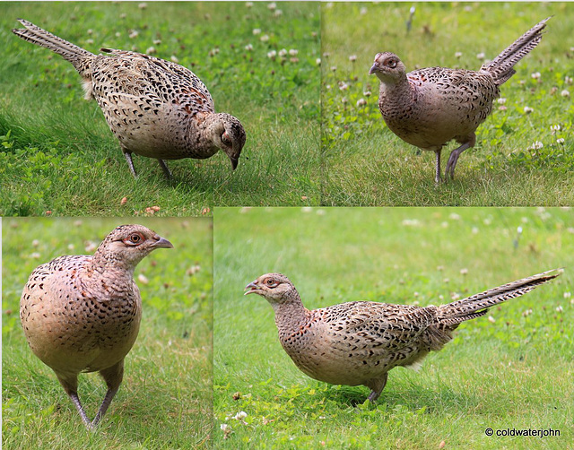 Hen Pheasant looking for breakfast