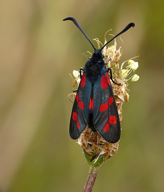 Six-spot Burnet Moth