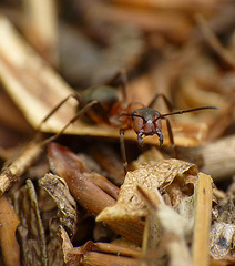 Wood Ant