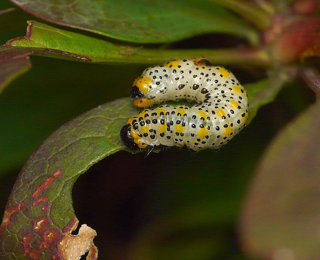 Sawfly Larva