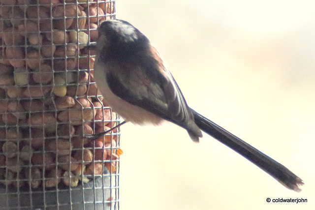 Long-tailed Tit,