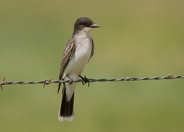 Eastern Kingbird