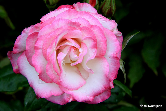 Summer climbing rose