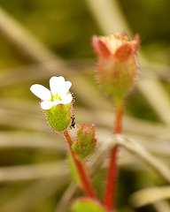 Rue-leaved Saxifrage