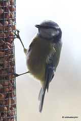 Bluetit