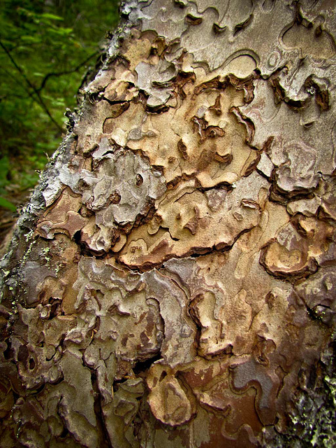 Bark Texture on Tree Near Applegate River