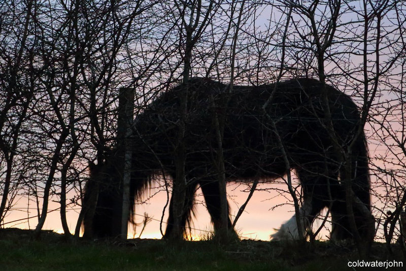 Grazing at dusk