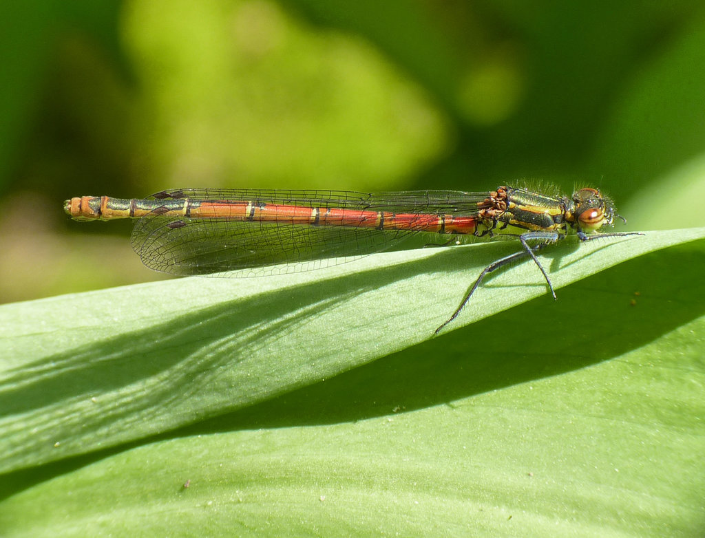 Large Red Damselfly