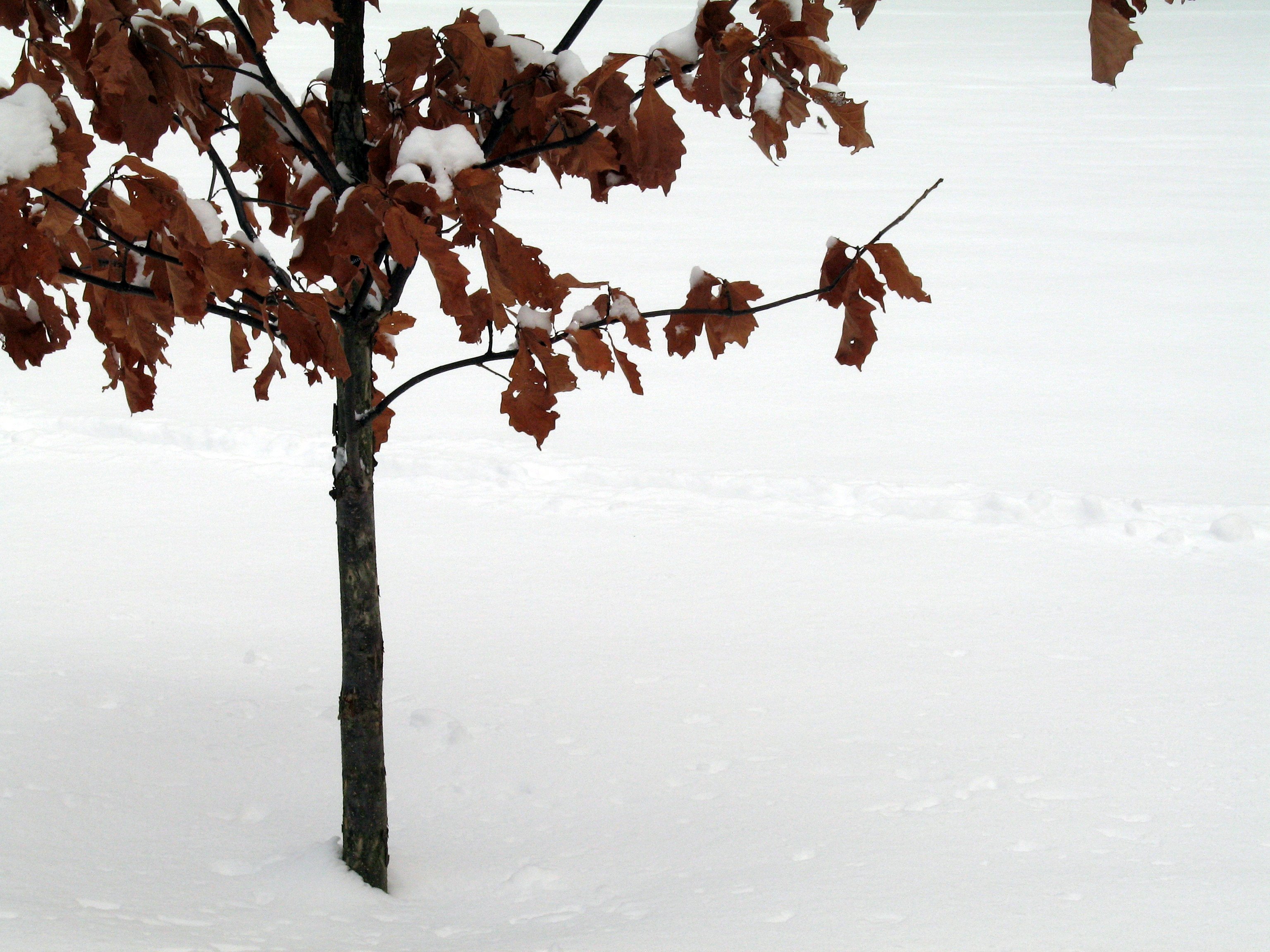 Snowk