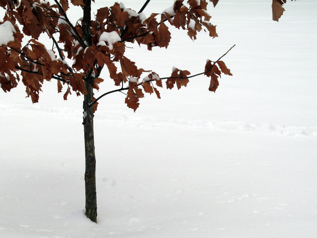 Snowk