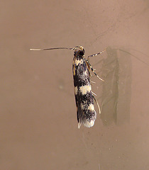 Oegoconia quadripuncta