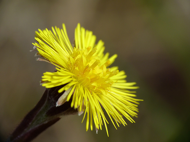 Coltsfoot