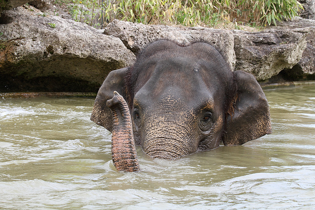 Badefant Panang (Hellabrunn)