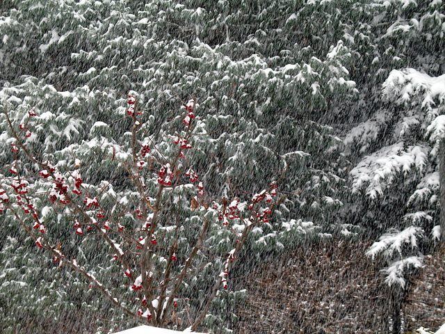 Red/Green Whiteout