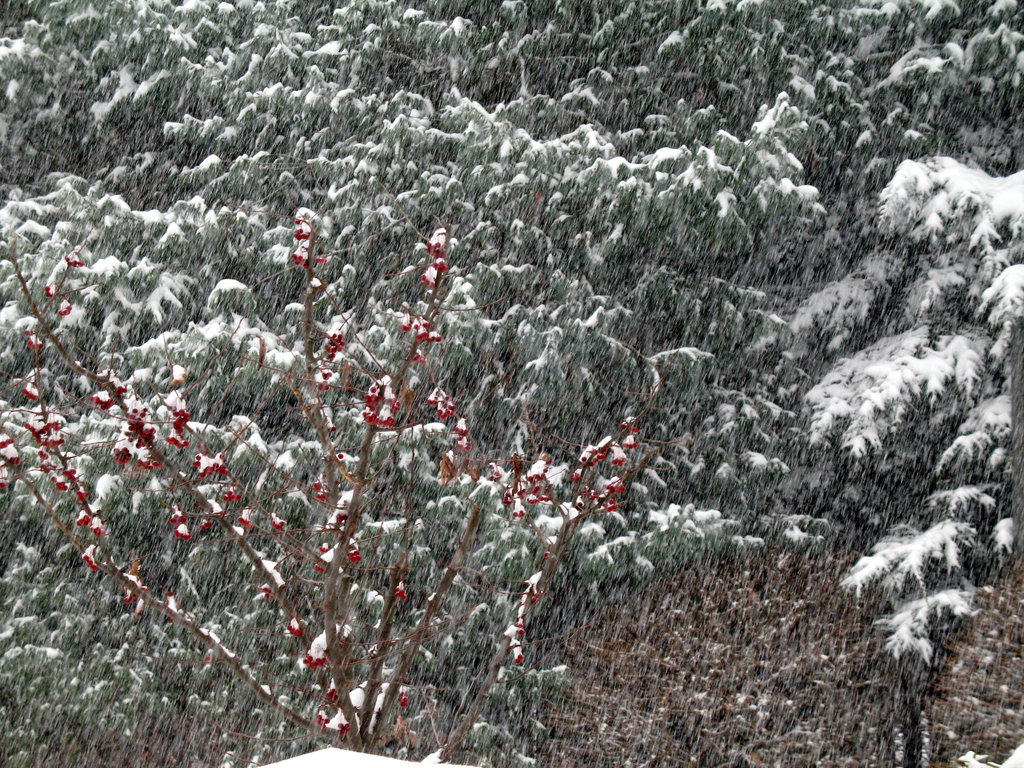 Red/Green Whiteout