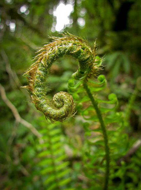 Unfurling Fern Frond