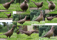 Inquisitive Hen Pheasant...