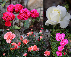 Roses flowering in November...
