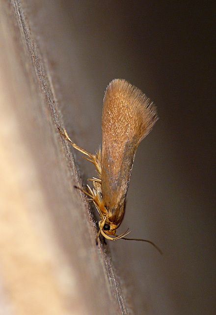 Batia unitella