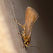 Batia unitella