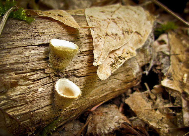 Bird's Nest Fungus