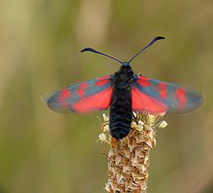 Six-spot Burnet Moth Open