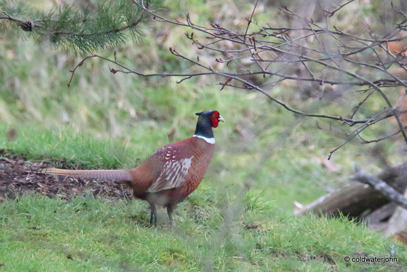 Fred the Cock Pheasant out for his afternoon stroll round the pond.
